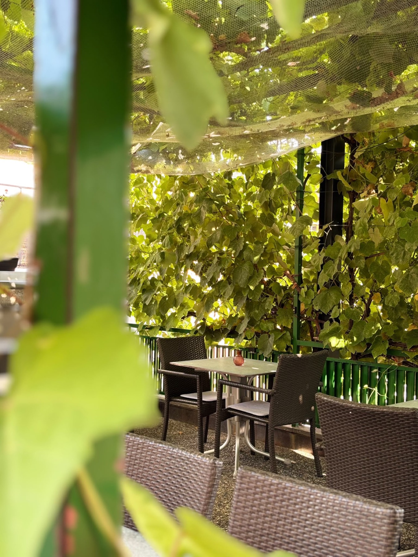 Tavolo nella terrazza pergolata del Ristorante Brio